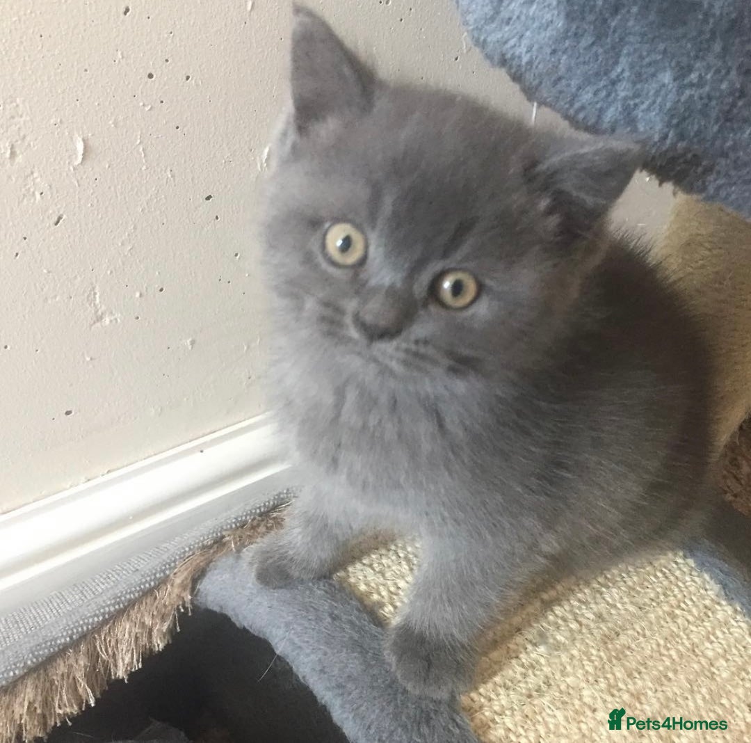 British Shorthair cats for sale: British shorthair Boys  - Advert 4