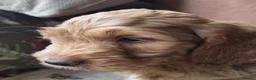 Australian Labradoodle dogs for sale: READY NOW! Therapy Aus x Irish dood multi gen mix  - Advert 20