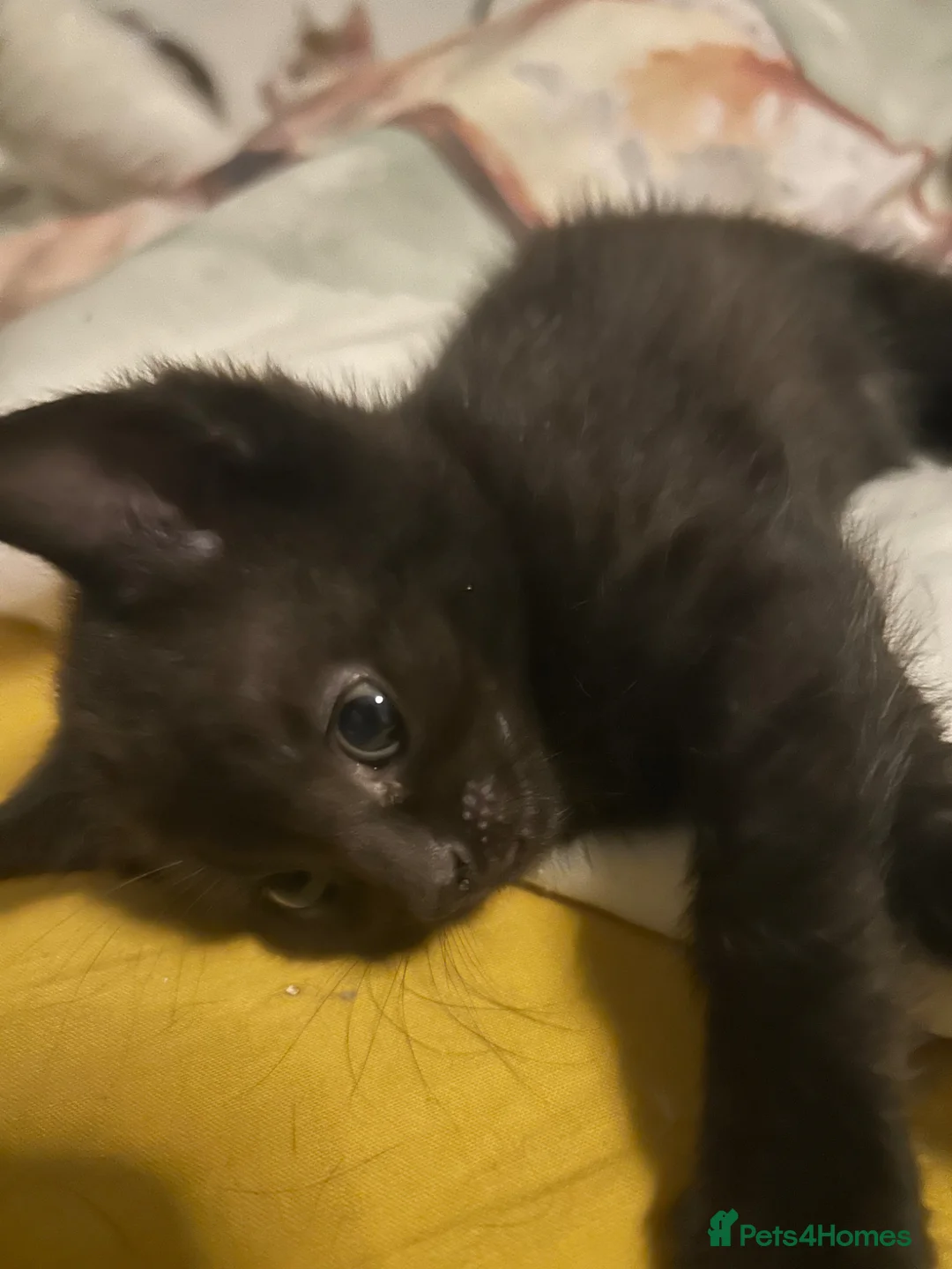 Mixed Breed cats for sale: Kittens are ready now  - Advert 15