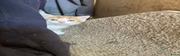 Mixed Breed cats for sale: Ginger and white kittens for sale - Advert 7