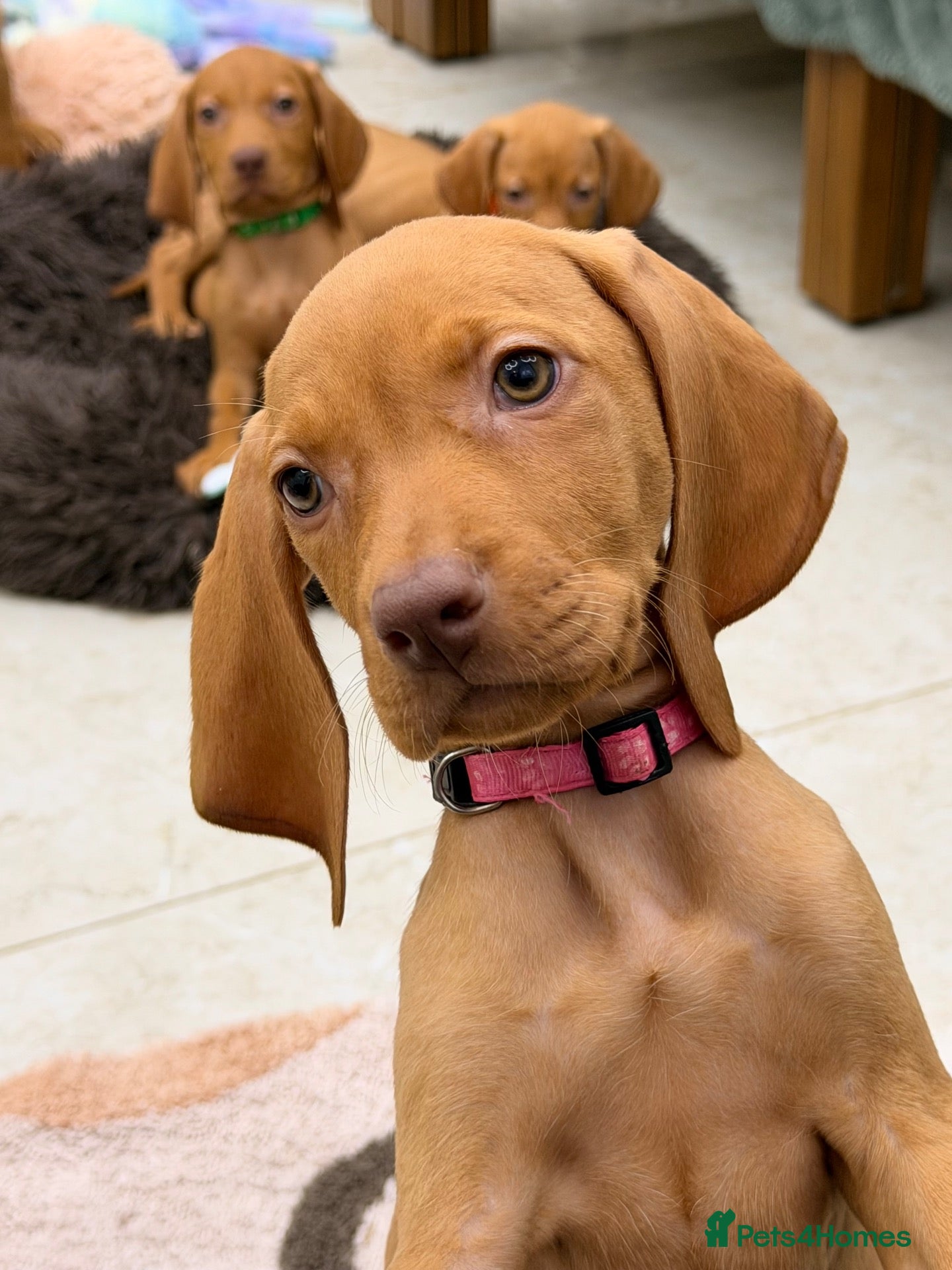 Hungarian Vizsla dogs The Golden Hearted Guardians Chapter🥈 - Advert 1