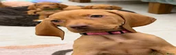 Hungarian Vizsla dogs for sale: The Golden Hearted Guardians Chapter🥈 - Advert 4