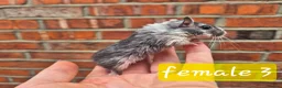 Gerbil rodents for sale: 8 gerbils looking for homes - Advert 3
