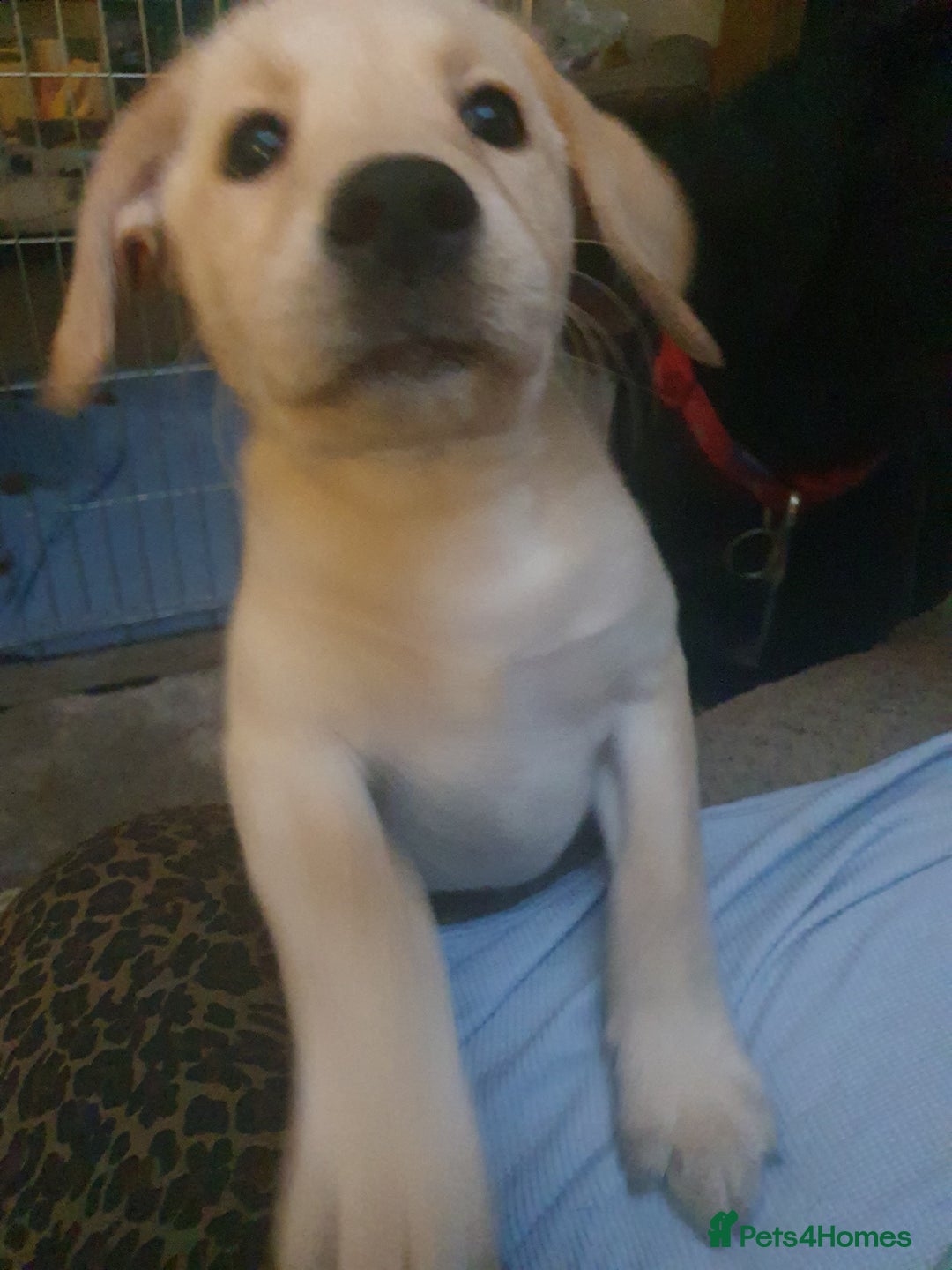 Labrador Retriever dogs for sale: Blonde female puppy 12 weeks last of litter - Advert 1