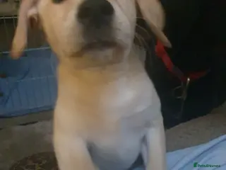 Labrador Retriever dogs Blonde female puppy 12 weeks last of litter - Advert 6