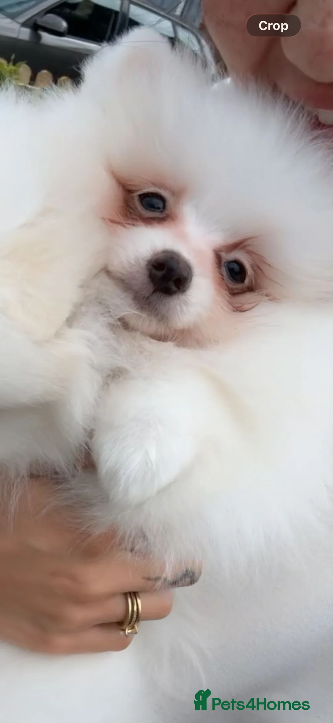 Pomeranian dogs for sale: Stunning pom girl in Coventry - Advert 4