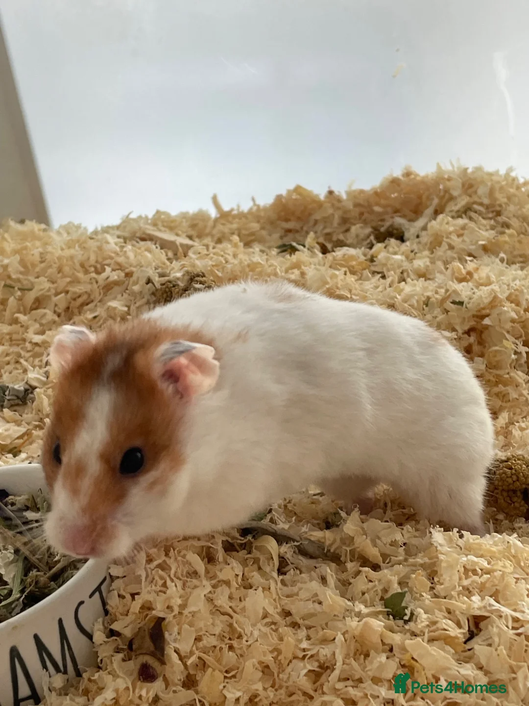 Hamster rodents for sale: female syrian hamster  - Advert 3