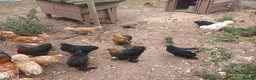 Chickens poultry for sale: Pekin bantam pullets - Advert 2