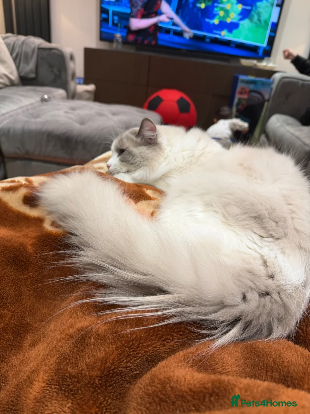 Ragdoll cats for stud: Premium GCCF Registered (Active) Bi-Colour Studs.  - Advert 2