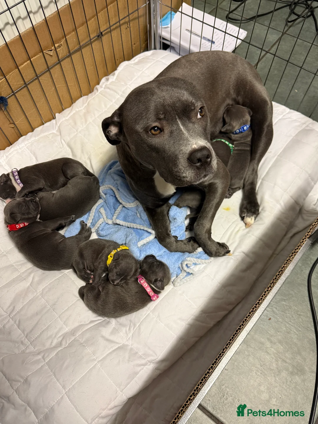 Staffordshire Bull Terrier dogs for sale: 1 female  Blue Staffordshire bull terrier staffy - Advert 8