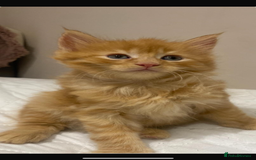 Maine Coon cats for sale: Maine Coon Kittens  - Advert 6