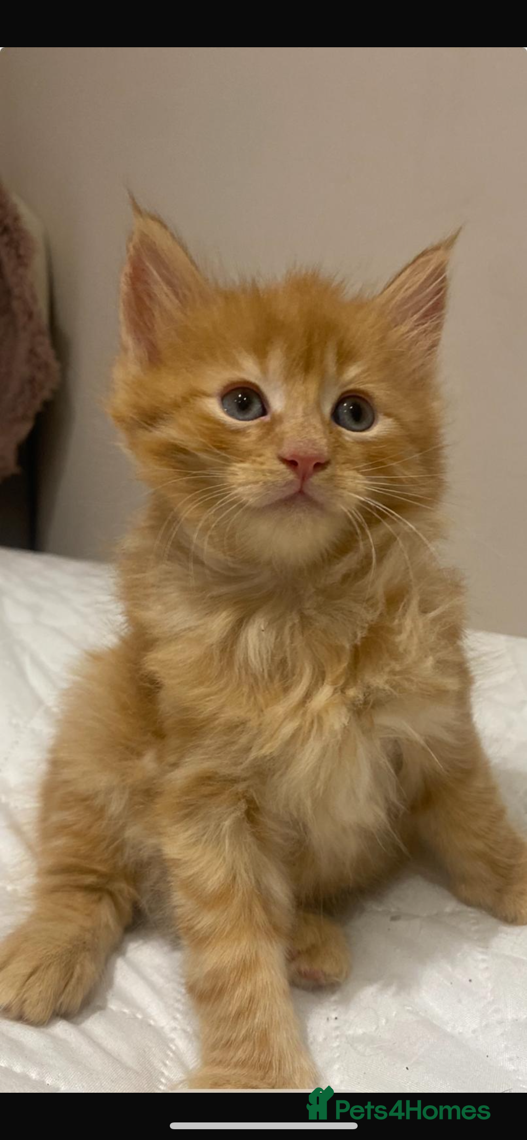 Maine Coon cats for sale: Maine Coon Kittens  - Advert 6