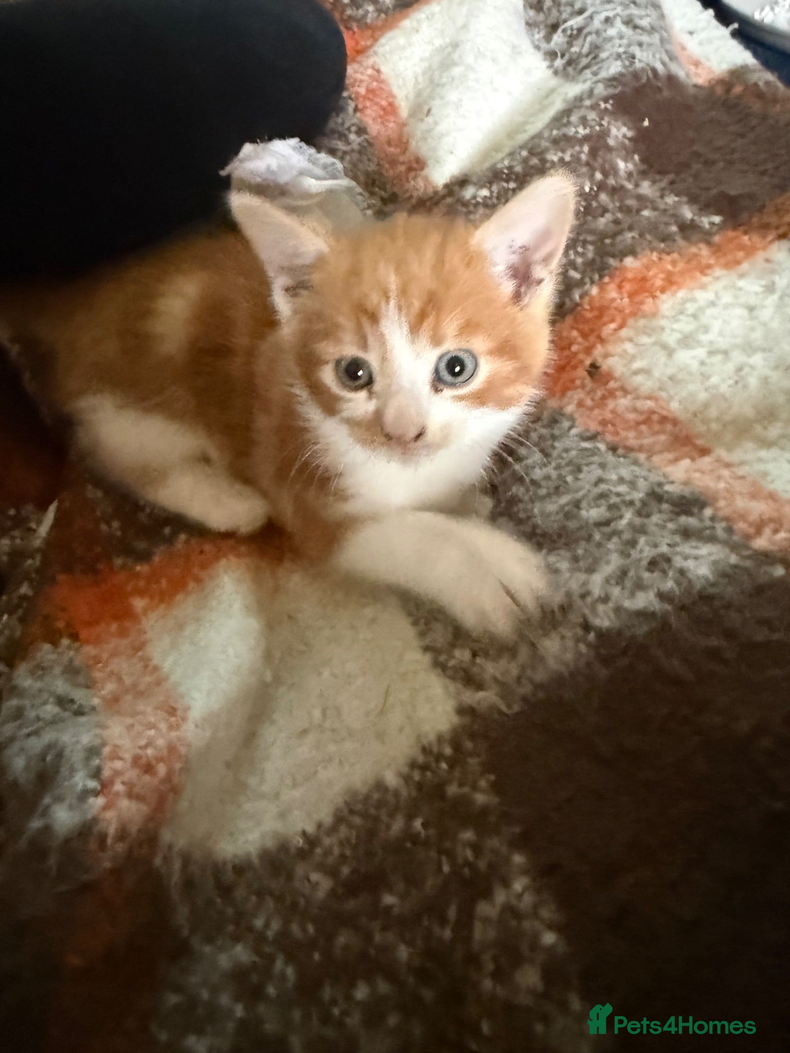 Mixed Breed cats Kittens Manchester see price list - Advert 20