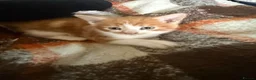 Mixed Breed cats for sale: Kittens Manchester - Advert 19