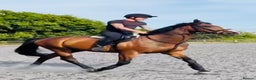 Irish Thoroughbred horses for sale: 17.2 Bay Gelding  - Advert 5