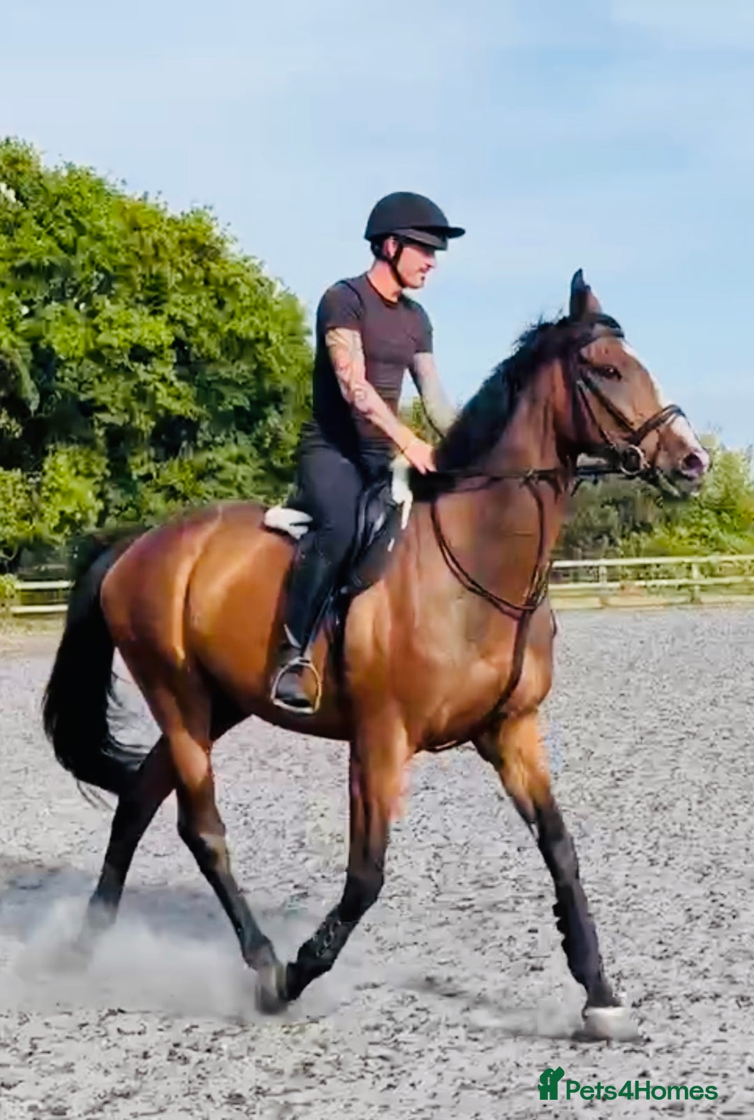 Irish Thoroughbred horses for sale: 17.2 Bay Gelding  - Advert 5