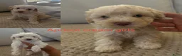 Mixed Breed dogs for sale:  Cockapoo miniature merle fb1 puppies  - Advert 12