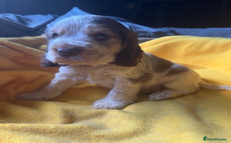 Cocker Spaniel dogs Exceptional KC registered Show Cocker Spaniels  - Advert 14