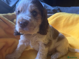 Cocker Spaniel dogs Exceptional KC registered Show Cocker Spaniels - Advert 9