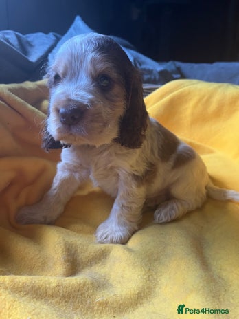 Cocker Spaniel dogs Exceptional KC registered Show Cocker Spaniels - Advert 16