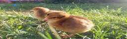 Chickens poultry for sale: Day‑Old Chicks and Hatching eggs - pure breed - Advert 11
