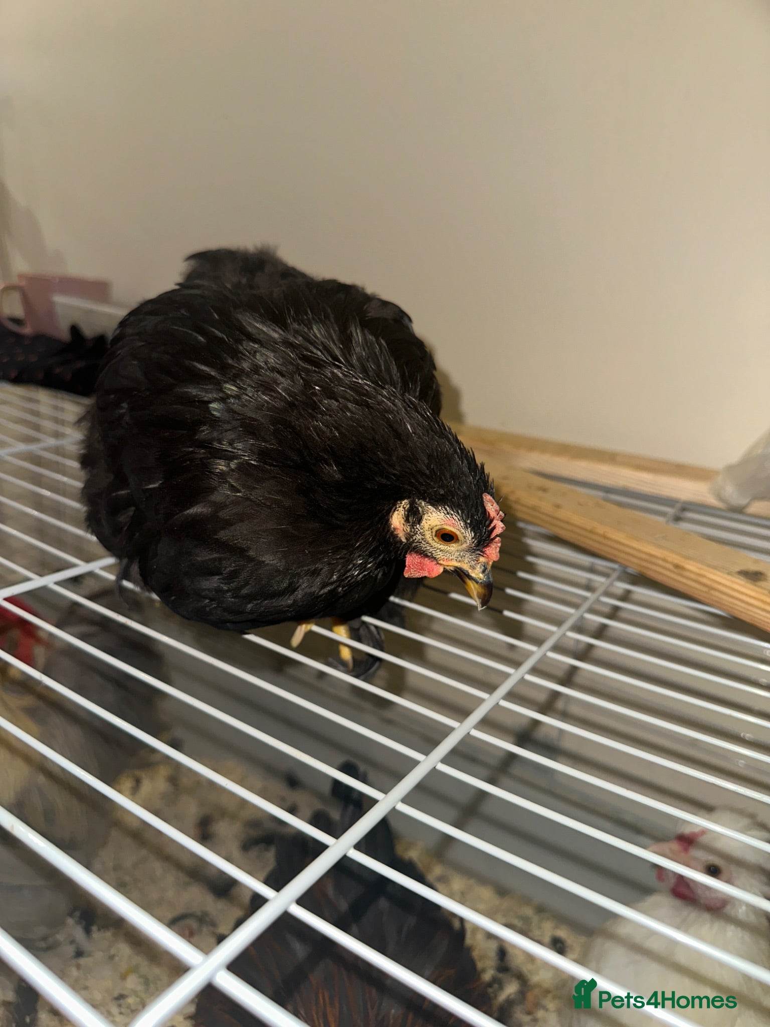 Chickens poultry     Dutch Bantam This black bird - Advert 1