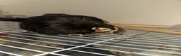 Chickens poultry for sale:     Dutch Bantam This black bird - Advert 1