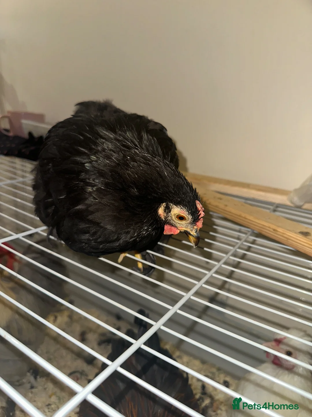 Chickens poultry for sale:     Dutch Bantam This black bird - Advert 1