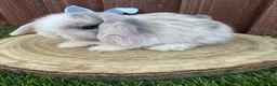 Mini Lop rabbits for sale: 🥰😍Stunning purebred mini lops ready to reserve  - Advert 32
