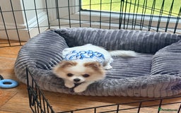 Pomchi dogs for sale: Pomchi boy must go by this week - Image 6