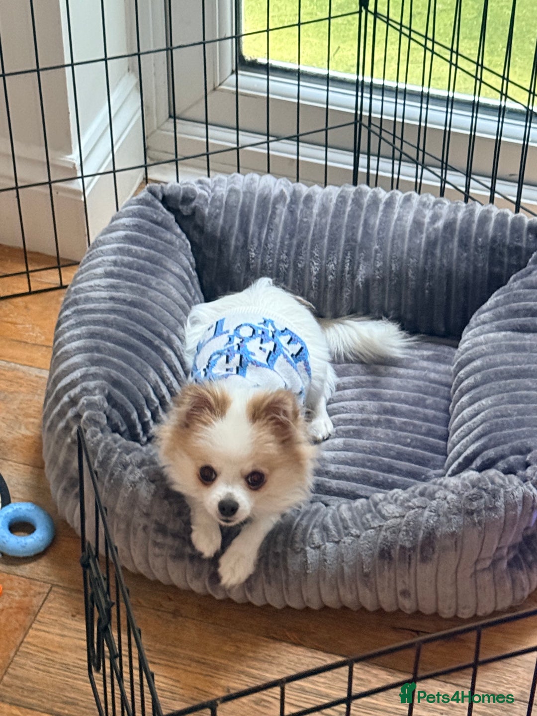 Pomchi dogs for sale: Pomchi boy must go by this week - Image 6