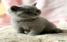 British Shorthair cats for sale: Blue/cream biocolour British short hair kitten - Image 19