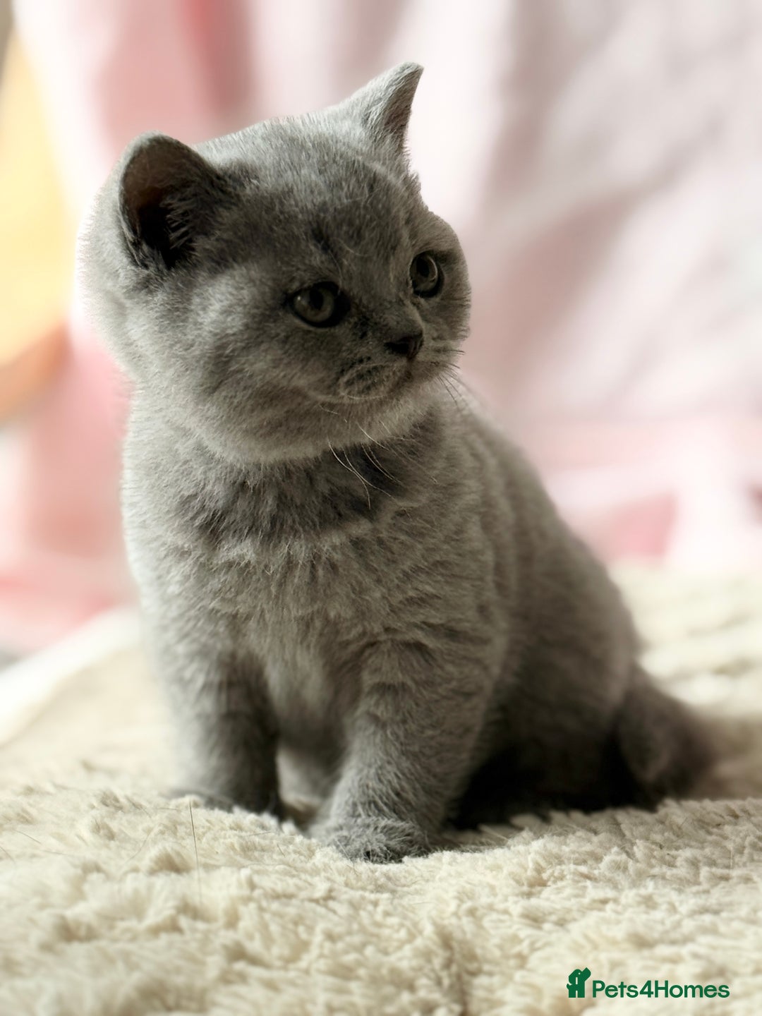 British Shorthair cats for sale: Blue/cream biocolour British short hair kitten - Image 19