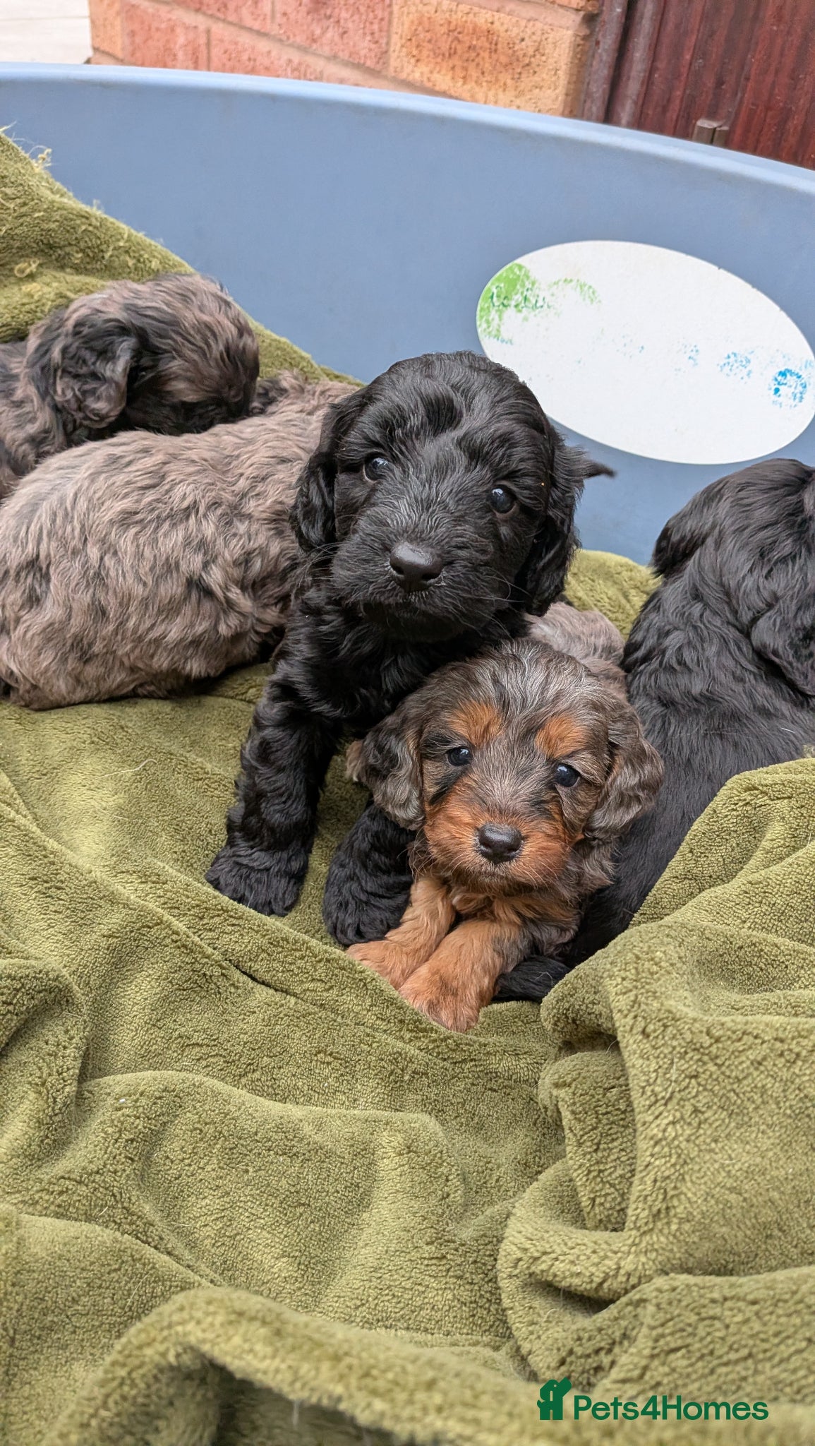 Cockapoo dogs Stunning Toy Cockapoo Puppies - Advert 14