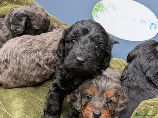 Cockapoo dogs Stunning Toy Cockapoo Puppies - Advert 14