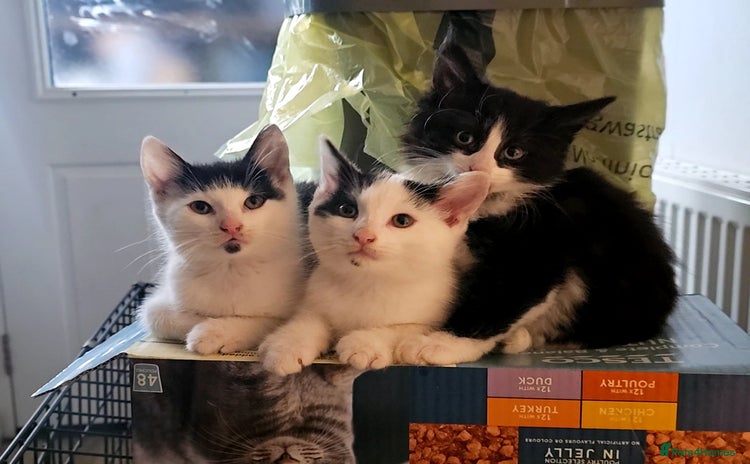 Mixed Breed cats - Advert 11