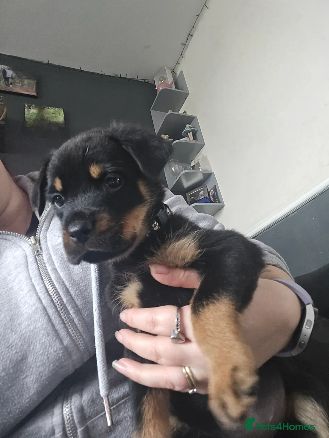 Rottweiler dogs for sale: Rottweiler puppy - Advert 2