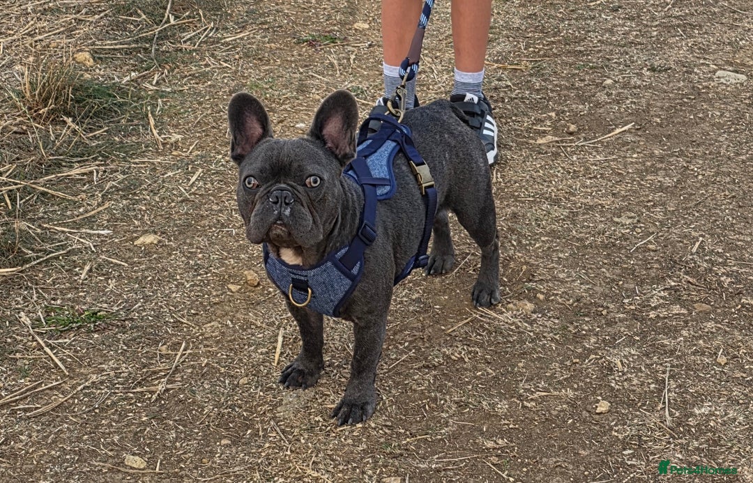 French Bulldog dogs for sale: French Bulldog - Image 3