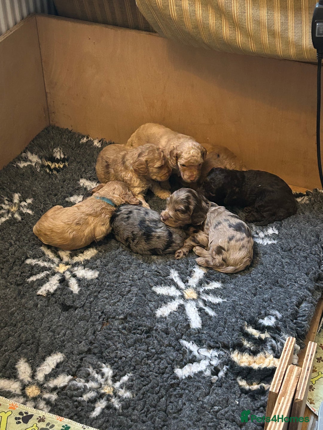 Cockapoo dogs for sale: Beautiful F2 Cockapoo Puppies  - Image 2