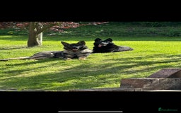 German Shepherd dogs for sale: German Shepherd's from DDR and Czech bloodlines.  - Image 1