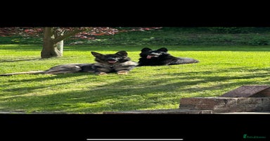 German Shepherd dogs - Advert 3