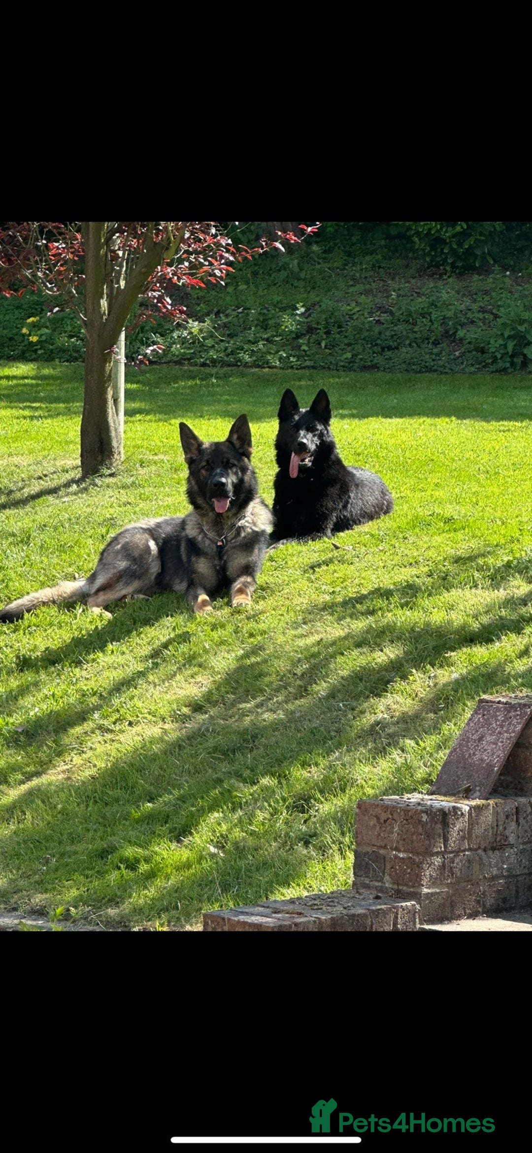 German Shepherd dogs for sale: German Shepherd's from DDR and Czech bloodlines.  - Image 1