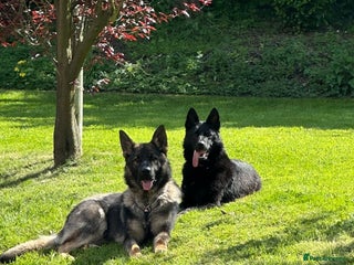 German Shepherd dogs - Advert 2