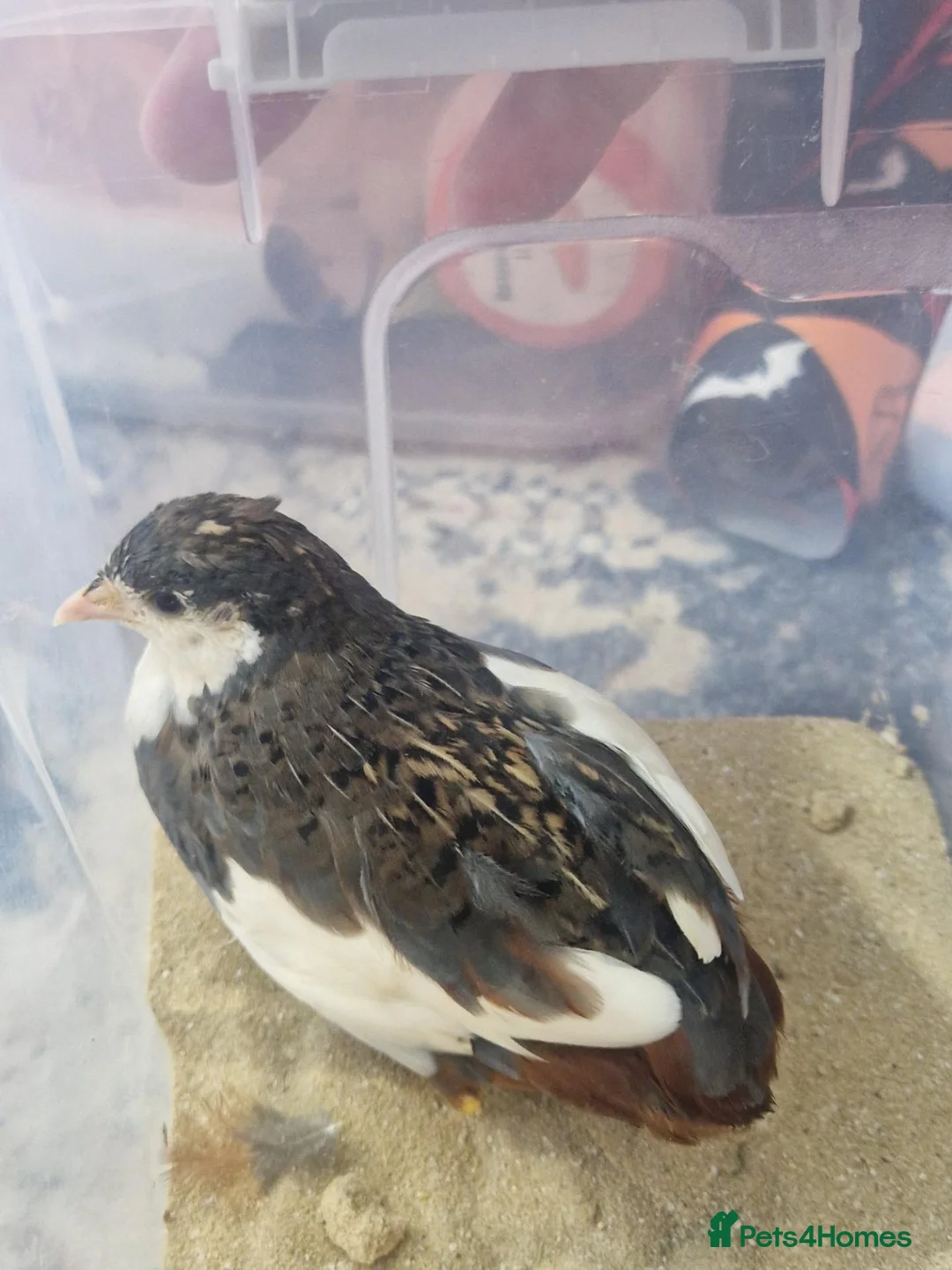 Quail poultry for sale: Male button quails, mixed ages in Bicester - Advert 4