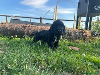 Cocker Spaniel dogs Kc registered & health tested parents - Advert 2