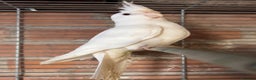 Cockatiels birds for sale: TWO ALBINO COCKATIELS FOR SALE - Advert 3