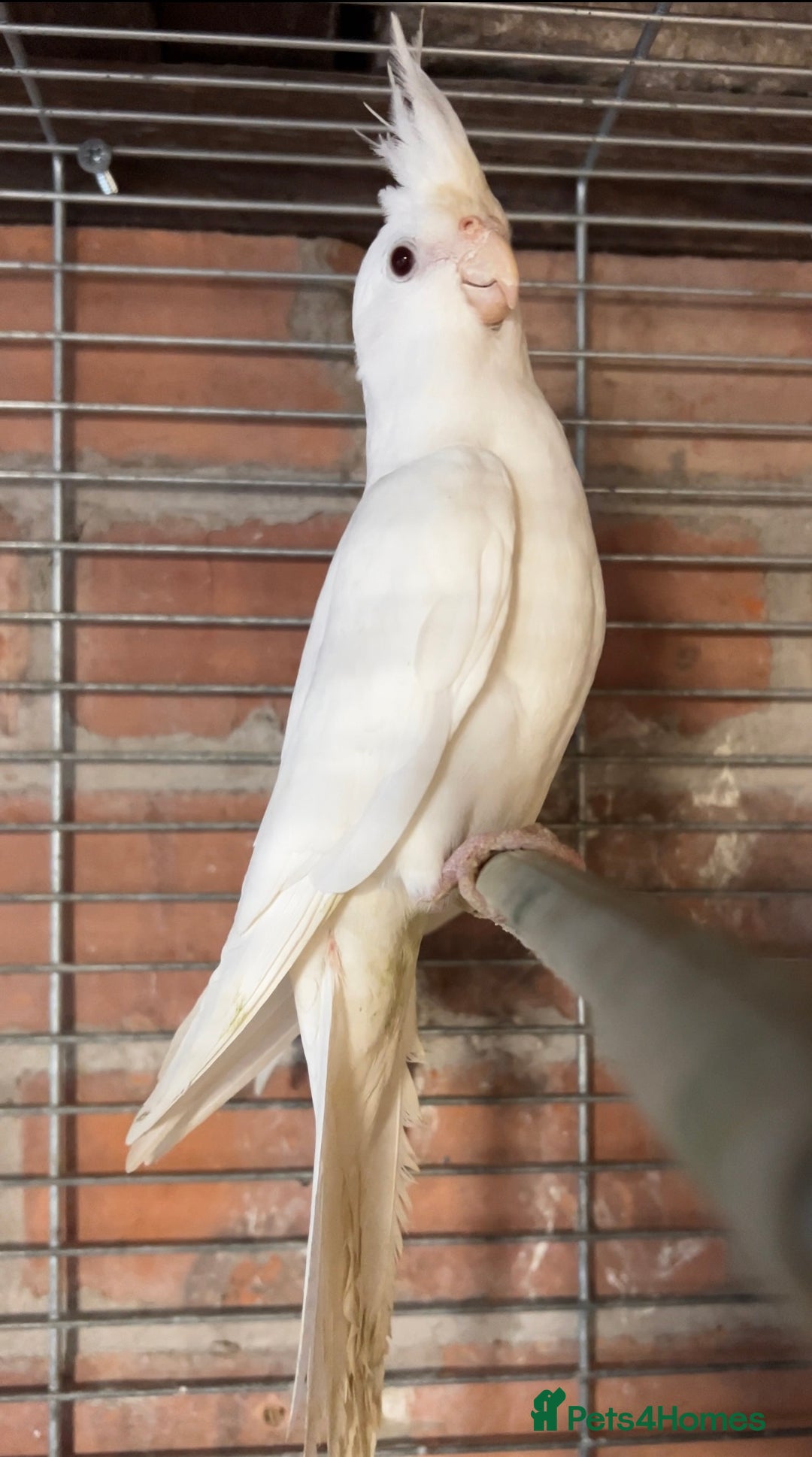 Cockatiels birds for sale: TWO ALBINO COCKATIELS FOR SALE - Advert 3