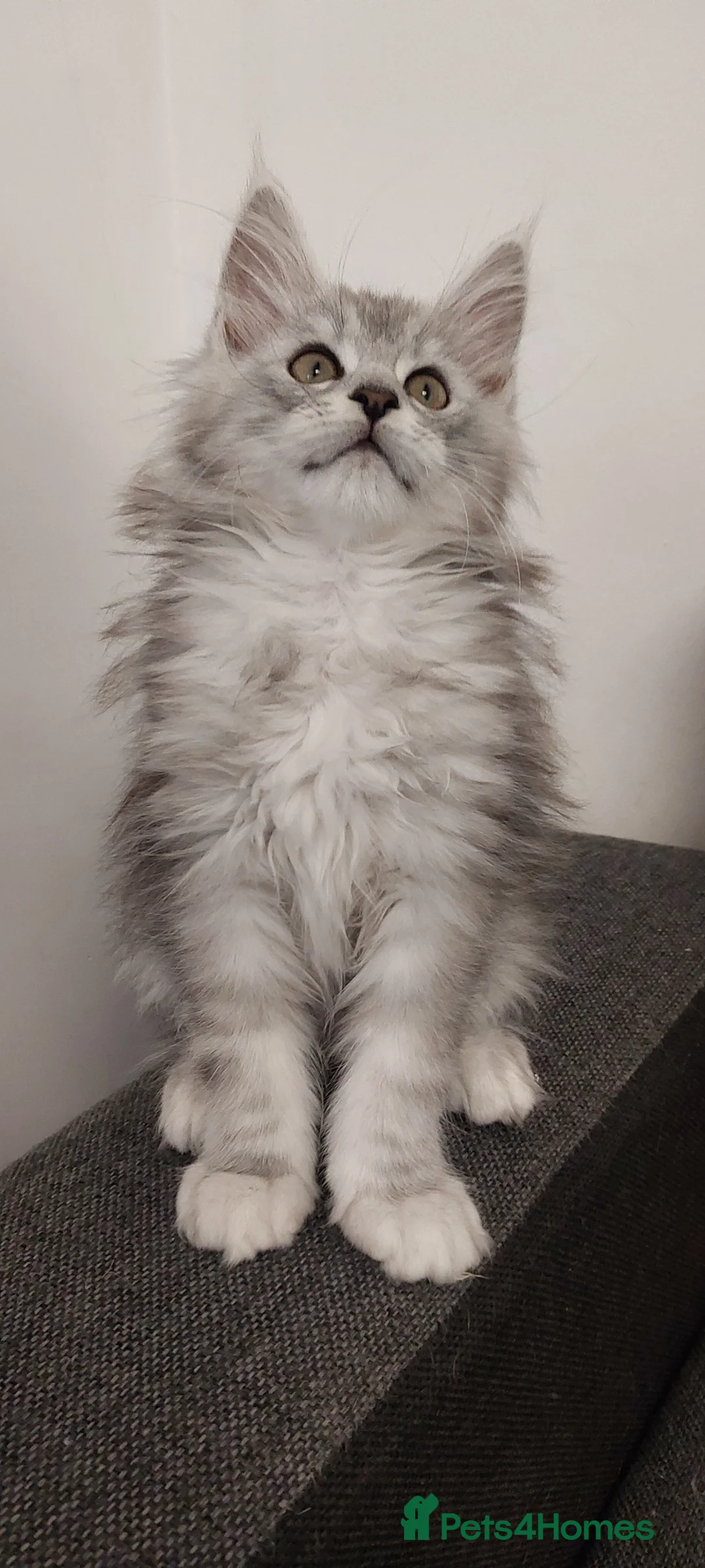 Maine Coon cats for sale: TICA REGISTERED DNA CLEAR MAINE Coons 🐈🐈🐈 - Advert 2