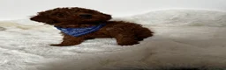 Toy Poodle dogs for sale: Red toy Poodle  - Advert 7