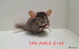 Chinchilla rodents for sale: STUNNING BABIES CHINCHILLA MIX COLOURS AND GENDER  - Image 9